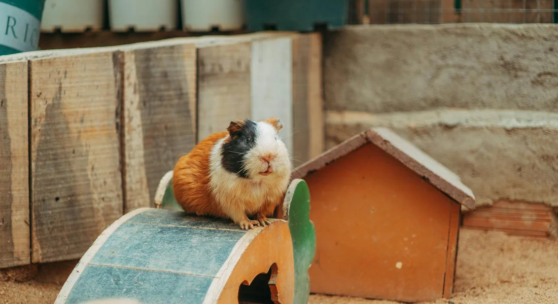 Guinea pig perched on a blue tunnel inside an outdoor enclosure with wooden walls and a small wooden house, ready for fall weather.