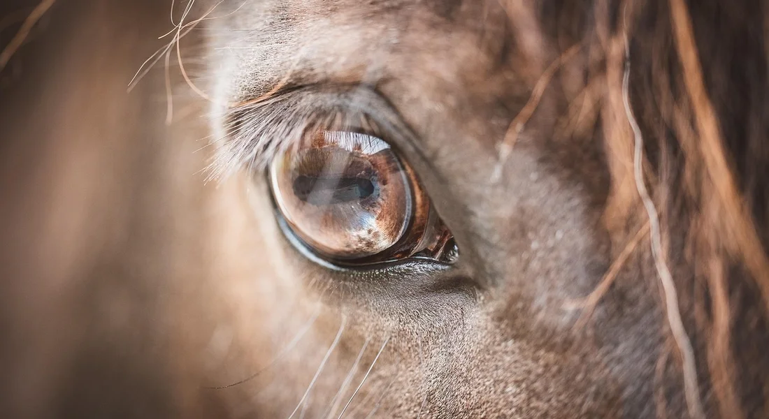 Close-up of a guinea pig's eye with brown iris, highlighting the eye area for an article about fatty eye