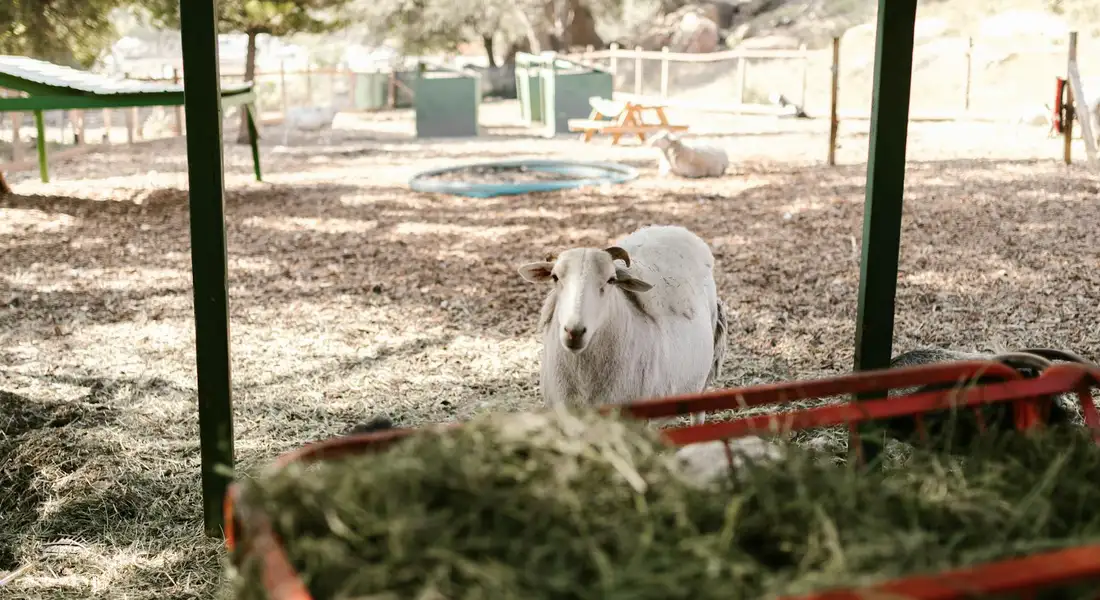 A white guinea pig inside an outdoor pen with a hay feeder in the foreground.