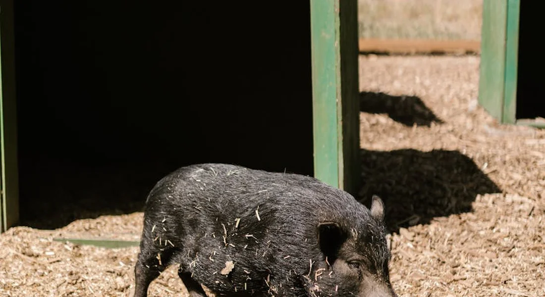 A black guinea pig on a wood-chip substrate near a dark shelter opening with a green frame; small debris clinging to its fur.