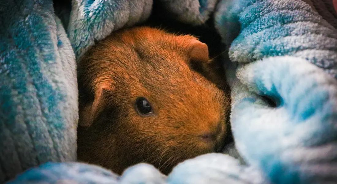 Close-up of a brown guinea pig nestled in a soft blue blanket
