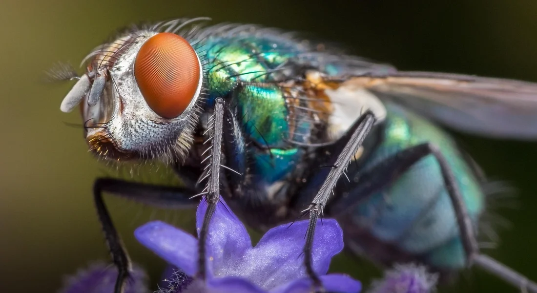 Close-up of a metallic-green blow fly on a purple flower.