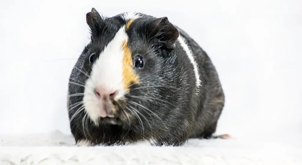 How to Read a Guinea Pig Food Label Like a Pro