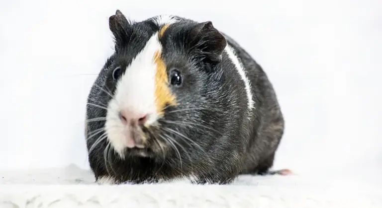 Close-up of a tri-color guinea pig (black, white, and tan) on a white background, looking toward the camera.
