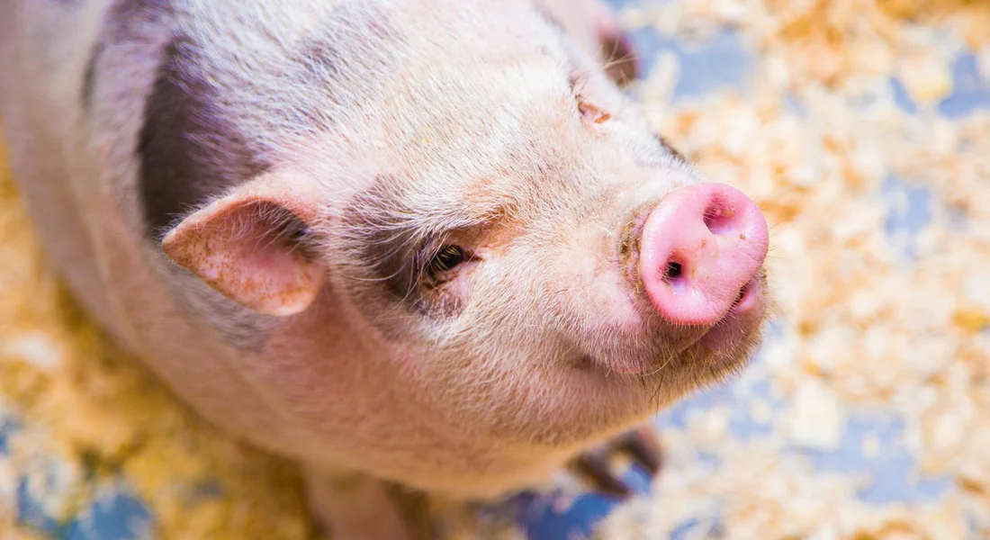 Close-up of a guinea pig with a pink nose on wood shavings, looking slightly upward.