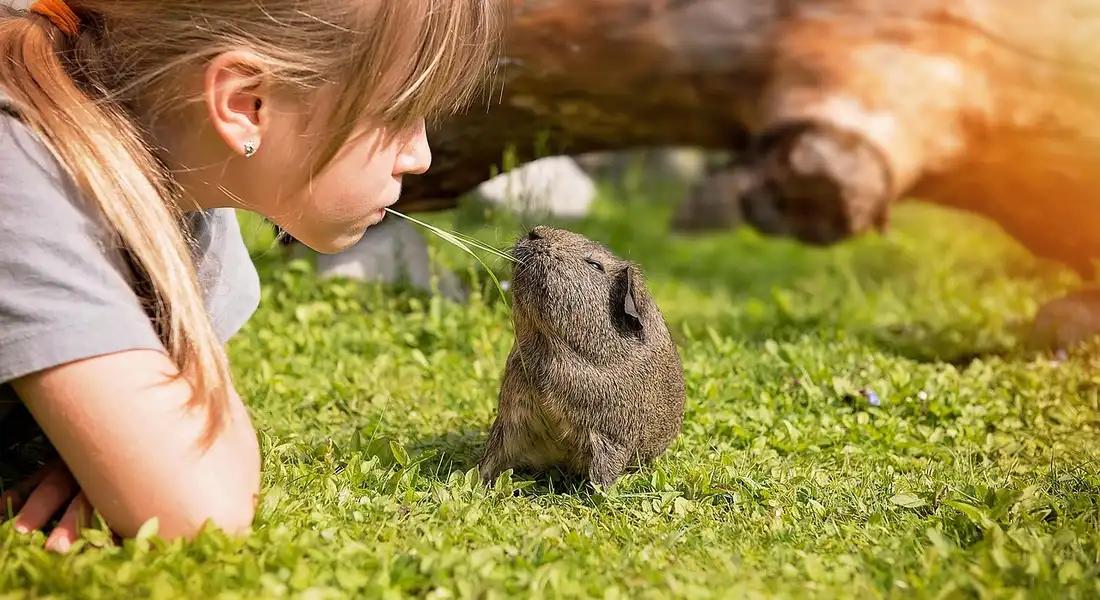 A child with a ponytail crouches down to meet a guinea pig on a sunlit grassy lawn.