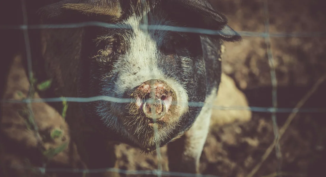 Close-up of a small mammal’s face behind a vertical and horizontal wire fence, with dark fur and a pale nose visible through the gaps.