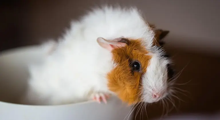 Close-up of a guinea pig with long fluffy white fur and orange-brown facial markings, peeking out from a white bowl.