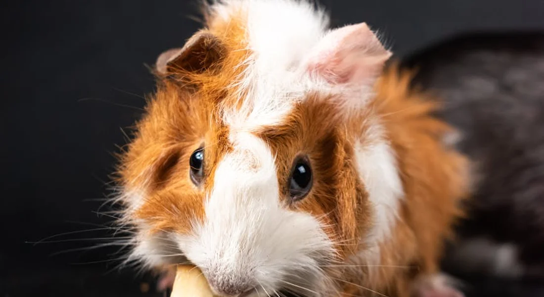 Close-up of a tri-colored guinea pig with white and orange fur looking at the camera