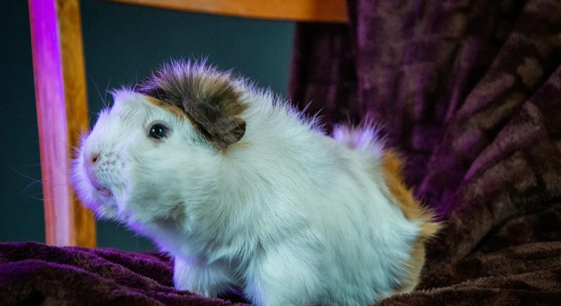 Fluffy white guinea pig with brown patches on its ears sits on a dark purple blanket, looking alert under soft purple lighting.