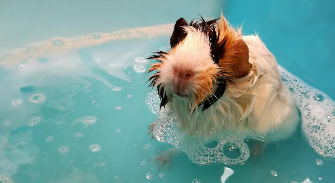 Wet guinea pig with fluffy fur in a shallow blue tub, surrounded by bubbles.