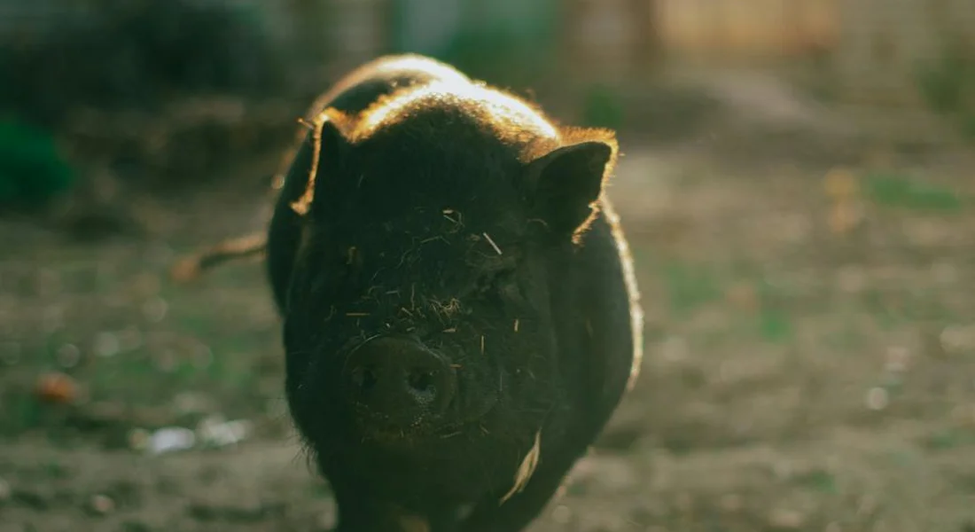 A dark, short-haired guinea pig standing on a sunlit dirt ground outdoors