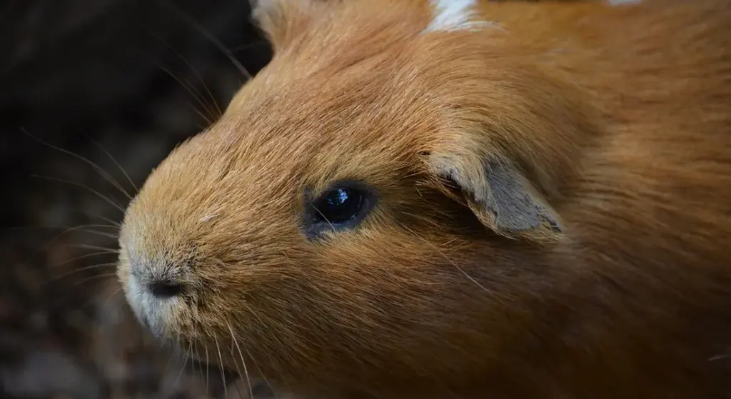 Guinea Pig Grooming Guide: Nail Trimming and Bathing