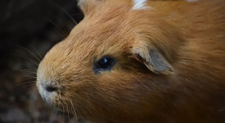 Close-up of an orange-brown guinea pig's face, showing its eye, nose, and whiskers