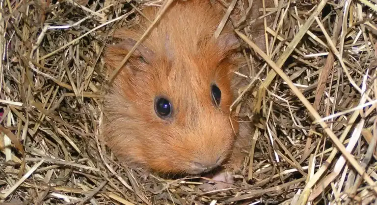 Close-up of a small orange guinea pig nestled among straw and hay, with wide dark eyes.