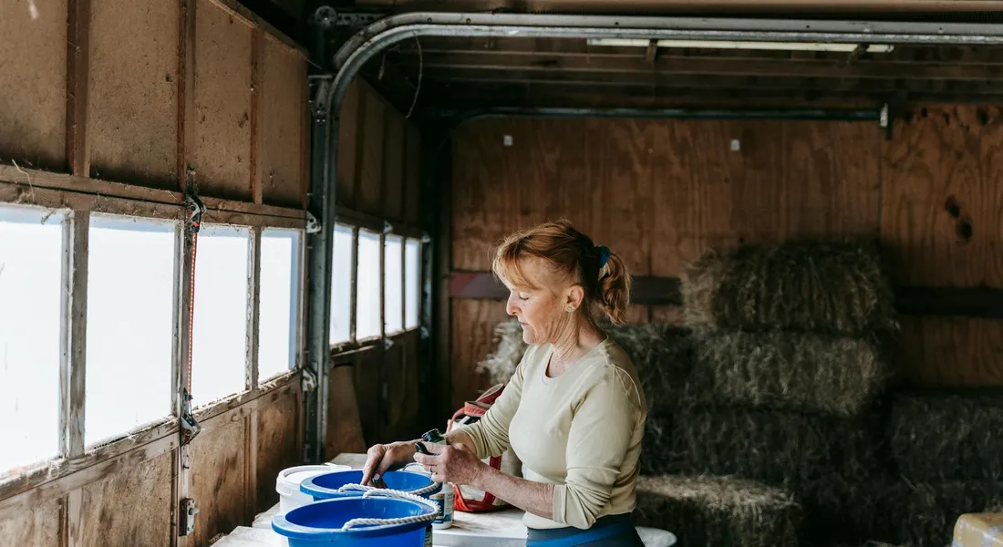 A person sorts hay into blue buckets inside a barn, with stacked hay bales visible in the background.