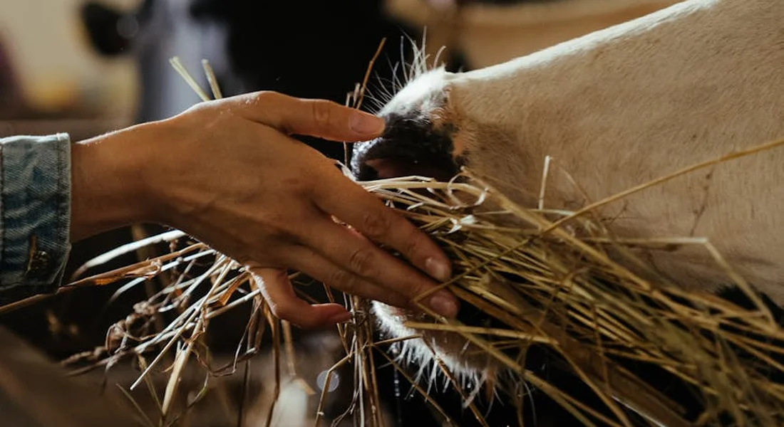 Close-up of hands offering hay to a small pet.