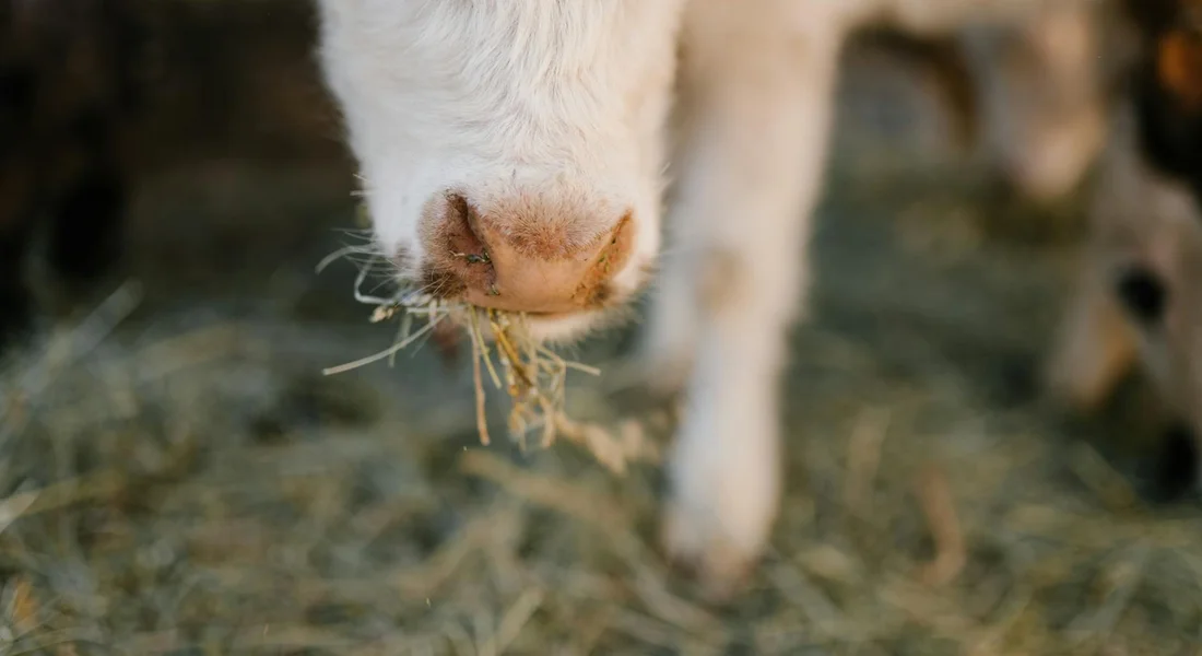 Close-up of a guinea pig's mouth nibbling on hay