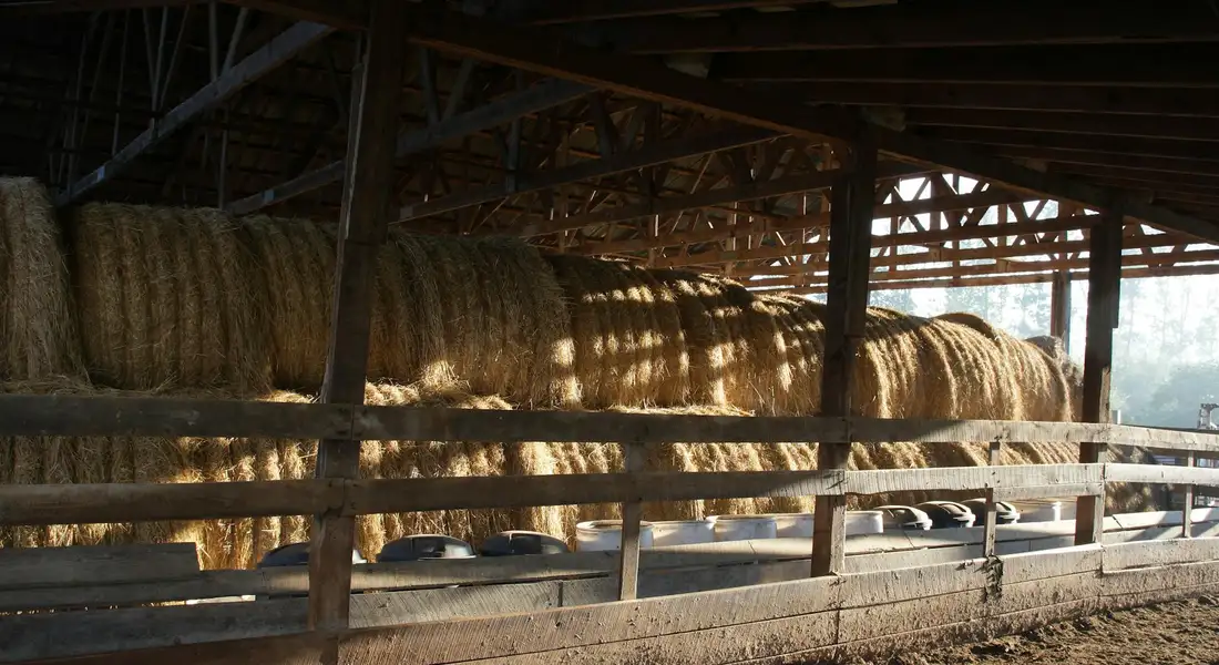 Rows of large hay bales stacked inside a shaded barn with wooden rails and shelving.