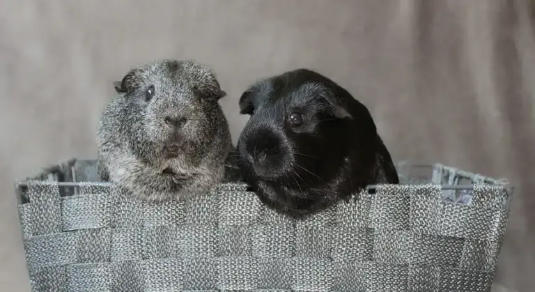 Two guinea pigs in a woven basket, looking at the camera