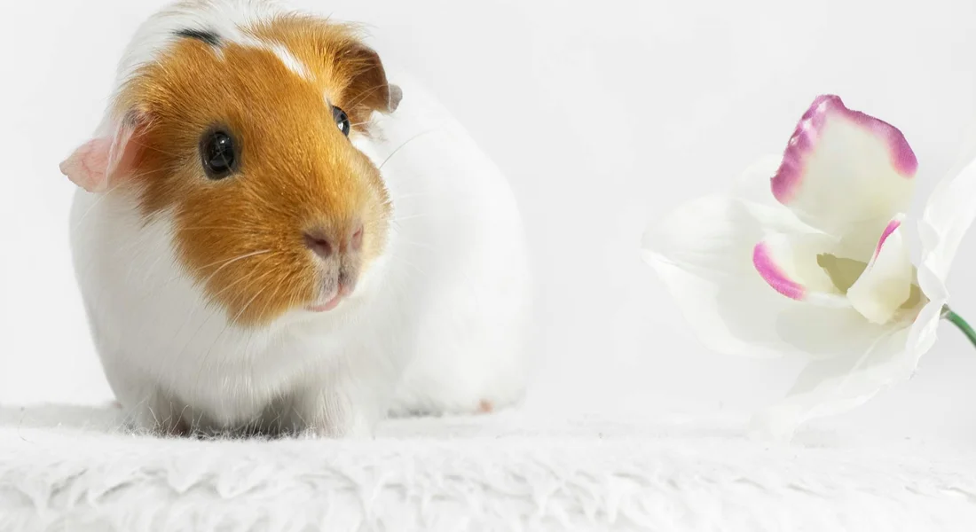 Close-up of a brown and white guinea pig on a white surface with a pale pink-tipped flower nearby.