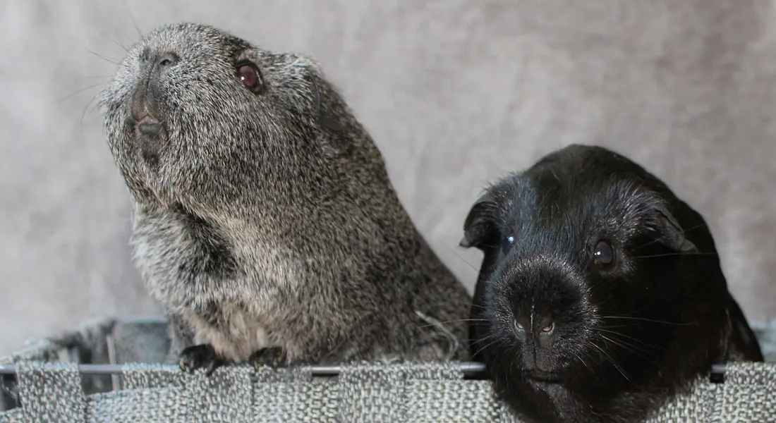 Two guinea pigs peering over a textured barrier, a gray one on the left and a black one on the right