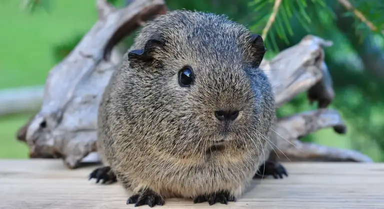 Close-up of a small brown guinea pig sitting on a wooden surface with a blurred green background.