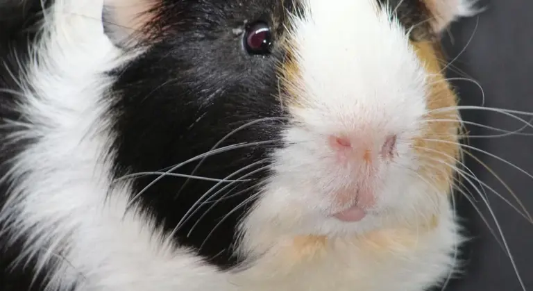 Close-up of a tri-colored guinea pig with black, white, and tan fur, looking at the camera.