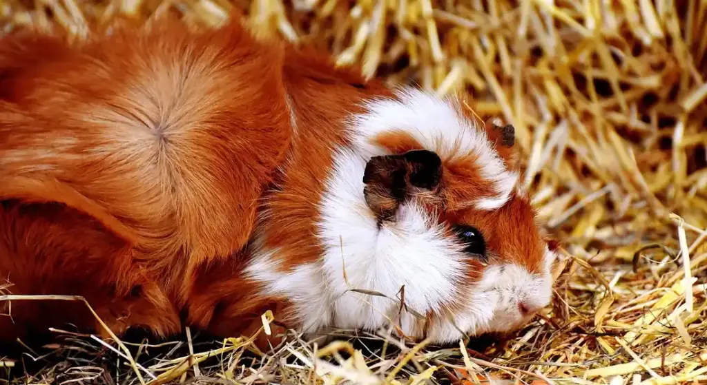 Holiday Safety Guide: Keeping Your Guinea Pig Safe During Festive Seasons