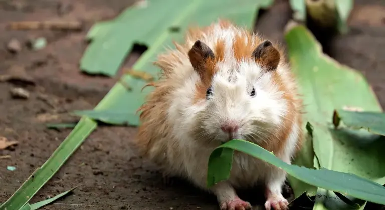 Close-up of a brown and white guinea pig on a dirt floor with green leaves scattered around
