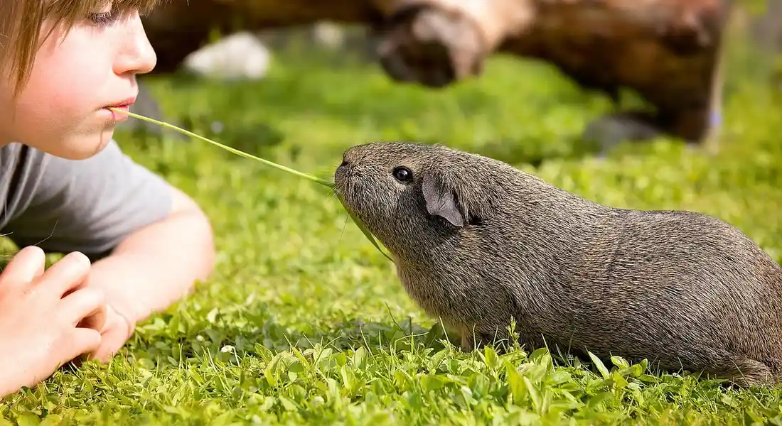 A young child and a guinea pig meet on a grassy area, illustrating a calm, supervised introduction.