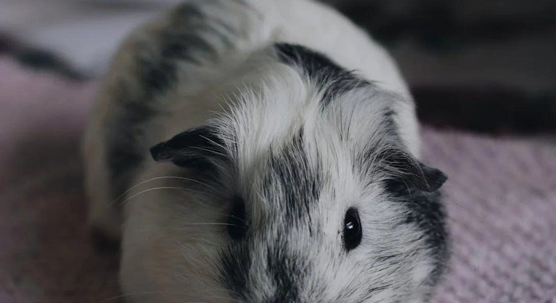 Close-up of a white and black guinea pig on a soft pink blanket, ready for a bonding setup