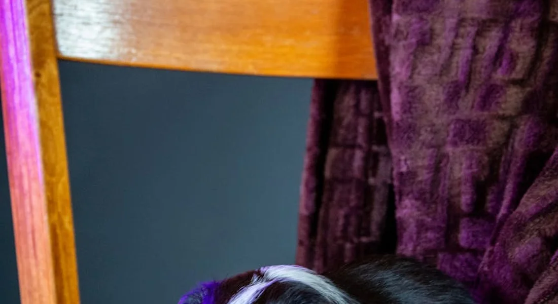 Close-up of a guinea pig with black and white fur peeking from the bottom edge of the frame beside a purple curtain.