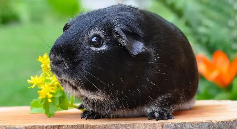 A black guinea pig perched on a wooden ledge with green foliage and yellow flowers in the background.