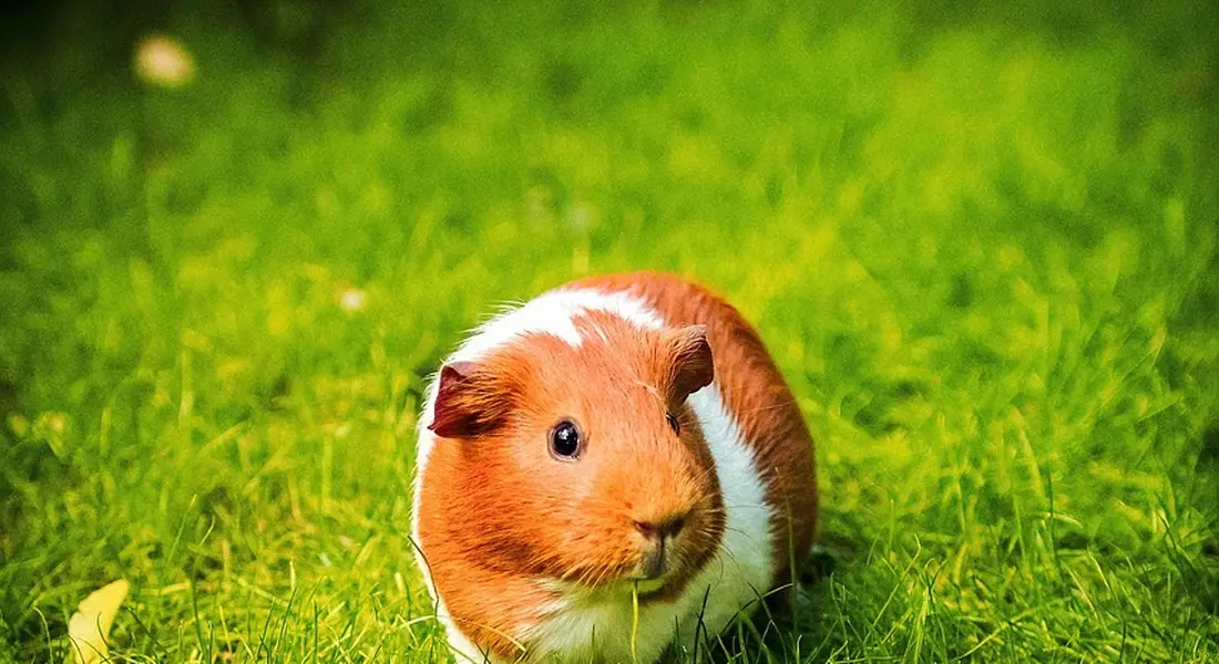 Brown and white guinea pig sitting on bright green grass.