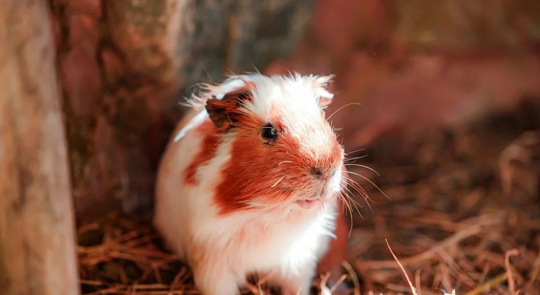 A guinea pig with white and brown fur sits in a cozy nest of straw and bedding.