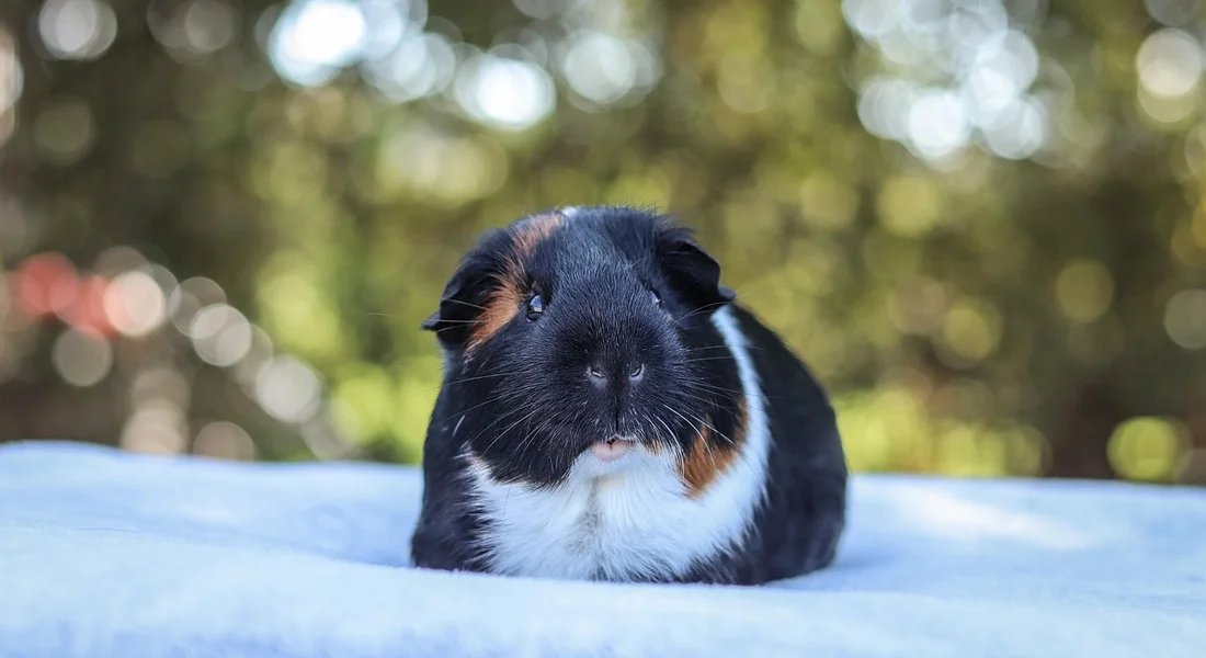 Close-up of a black, white, and brown guinea pig resting on a blue surface outdoors.