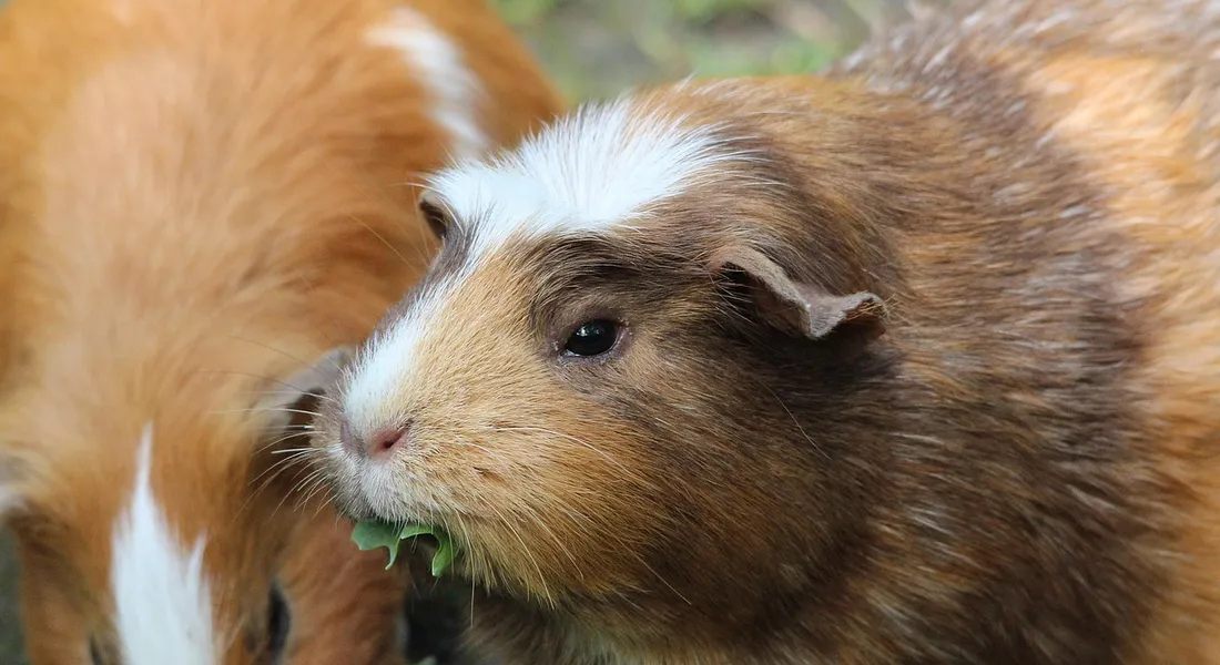 Close-up of a brown and white guinea pig with greens in its mouth, with a second guinea pig blurred in the background.