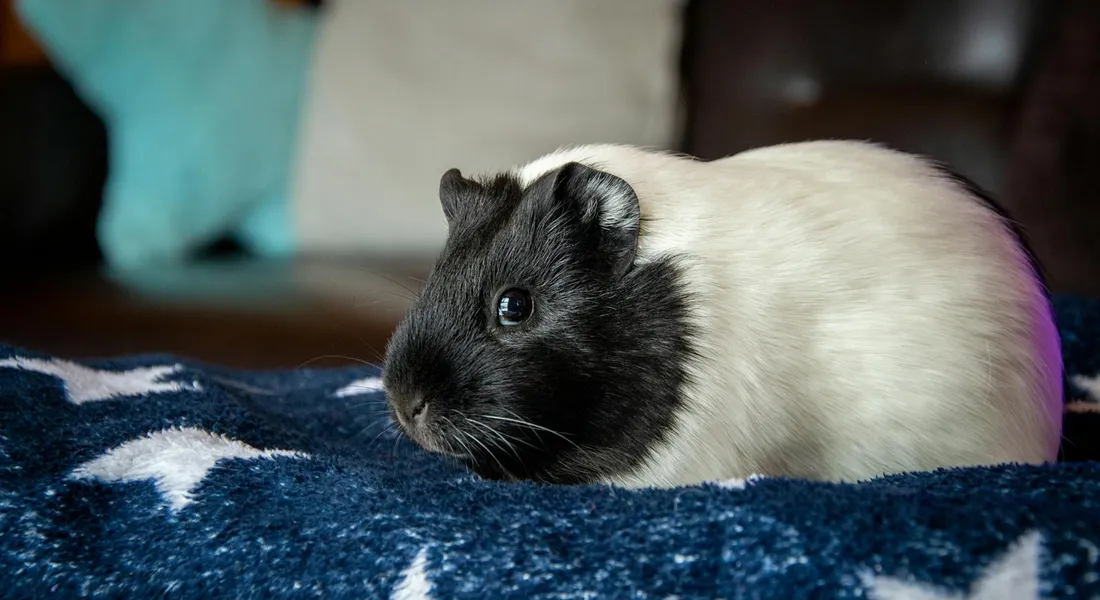 Close-up of a black-and-white guinea pig on a blue star-pattern blanket indoors.