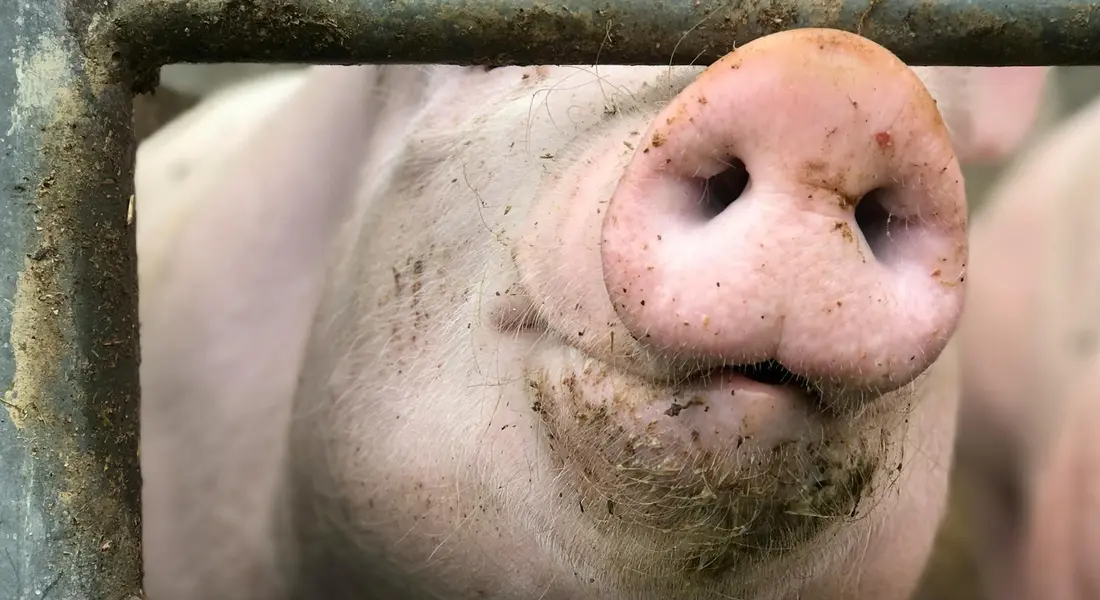 Close-up of a guinea pig's snout pressed against cage bars.