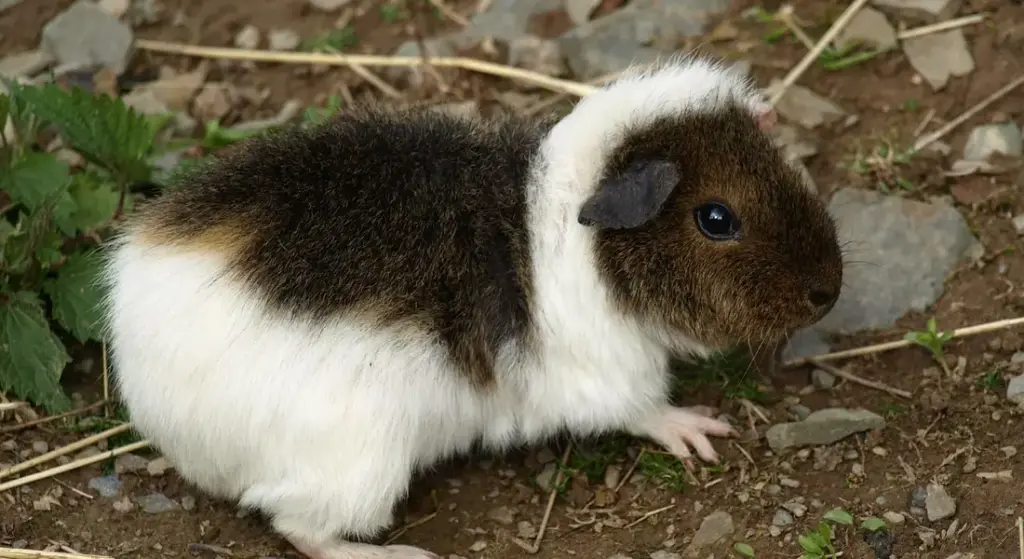 Do Guinea Pigs Use Hammocks? Safety, Benefits & Setup Tips