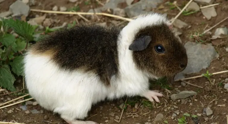 A small guinea pig with black, white, and brown fur on the ground, exploring dirt and foliage.
