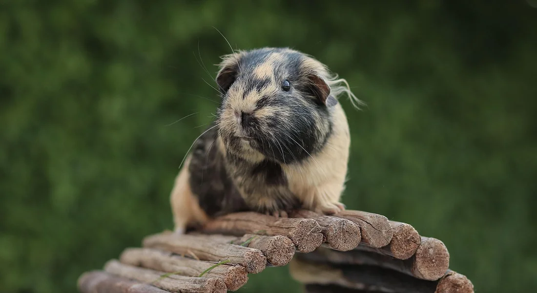 Curious guinea pig perched on a curved wooden arch outdoors