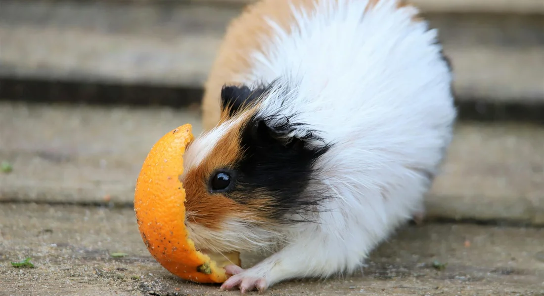 A guinea pig nibbling on an orange slice on a wooden surface.