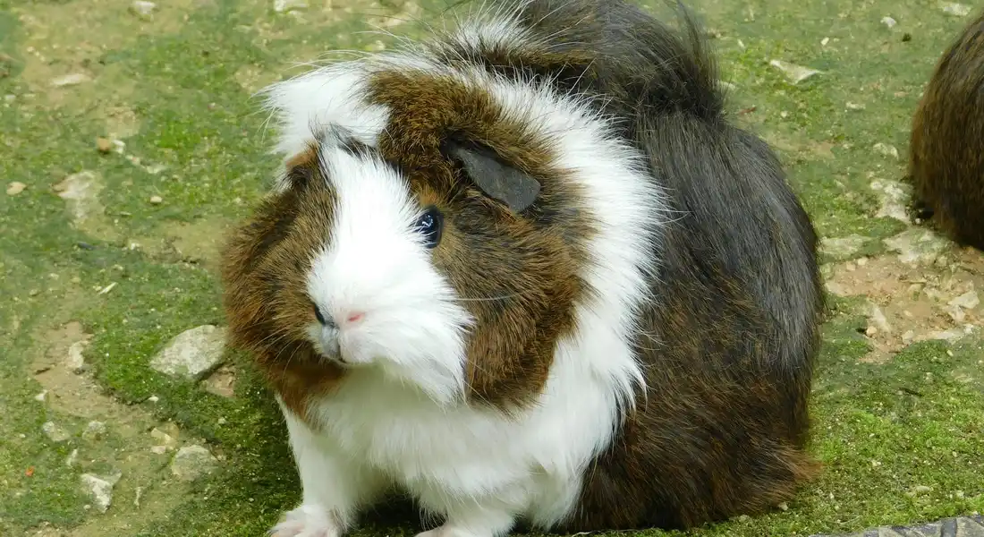 A brown, white, and black long-haired guinea pig sitting on grass outside.