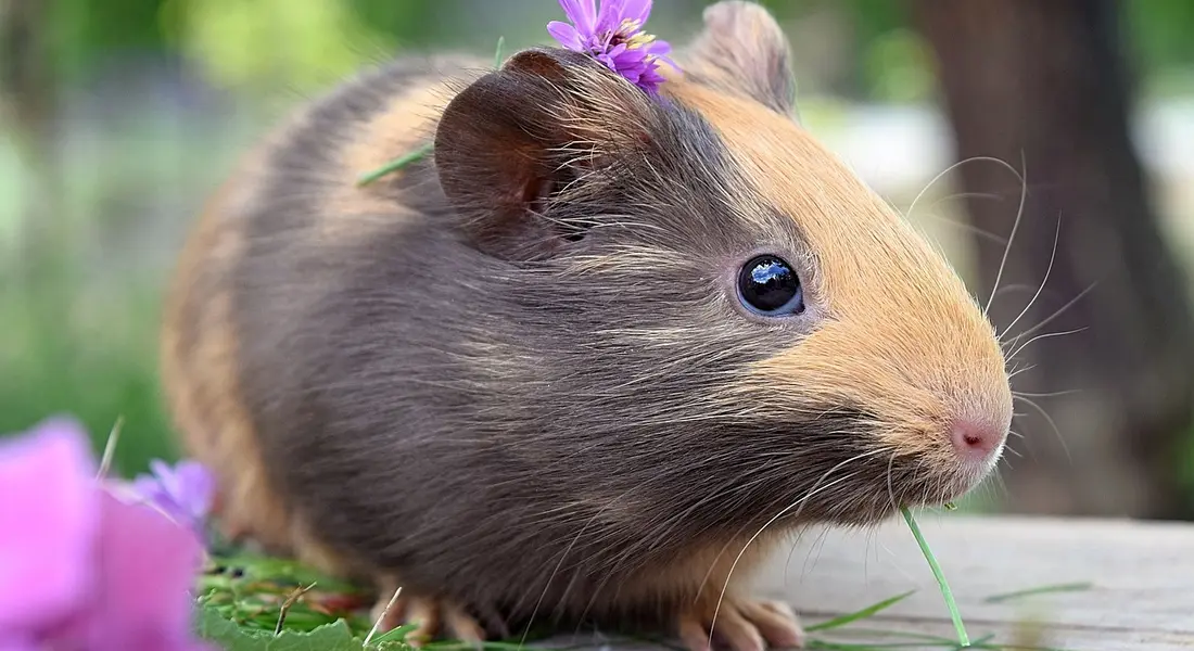 Close-up of a brown and tan guinea pig with a small purple flower on its head, sitting on a wooden surface outdoors.
