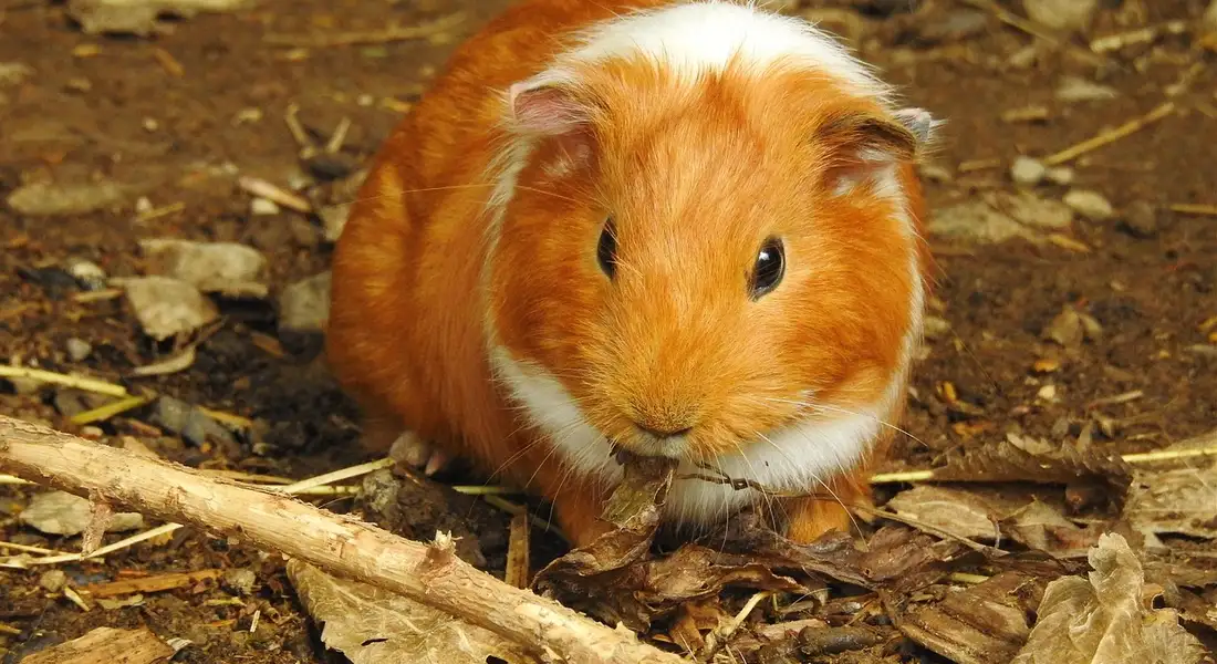 Golden-brown and white guinea pig on a dirt-covered ground with dried leaves