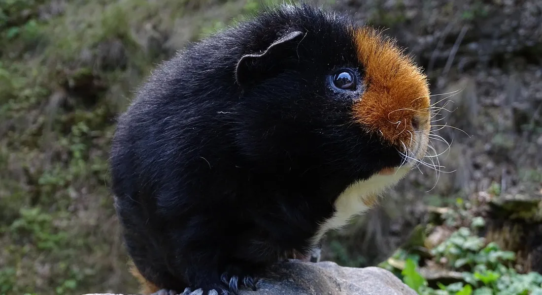 A black and brown guinea pig sits on a rock outdoors, with a brown patch on its face.