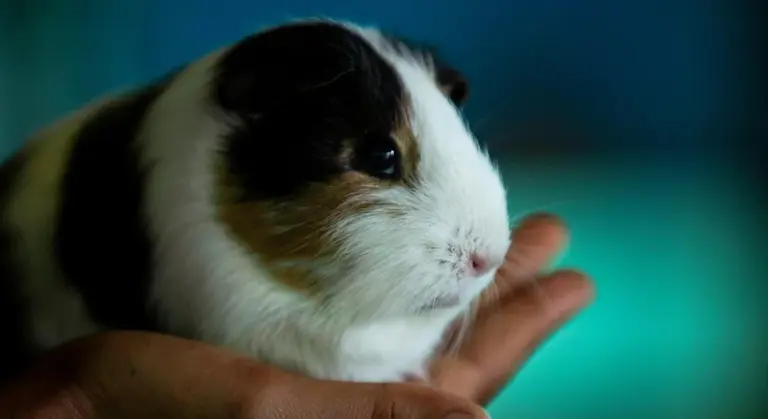 Close-up of a guinea pig being gently held in a person's hand.