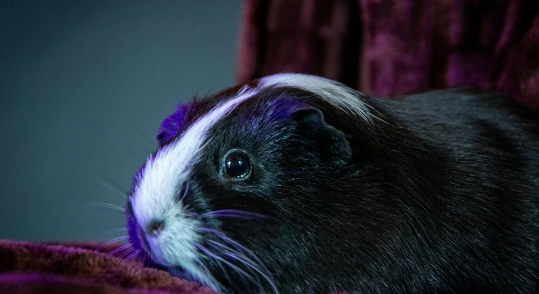 Close-up of a black and white guinea pig with a white stripe on its nose, resting on a purple blanket.